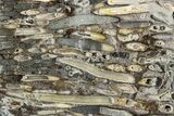 Polished Fossil Teredo (Shipworm Bored) Wood - England #279384-1